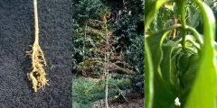 咖啡树根部染线虫　恐影响全球咖啡豆产量