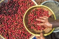 印尼咖啡出口商协会：预计今年印尼全国咖啡产量增加10-15％