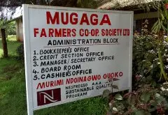 肯尼亚锡卡咖啡产区风味特点 木嘎嘎Mugaga蜂蜜处理厂信息介绍