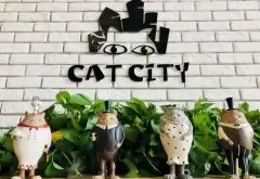 重庆吸猫咖啡馆推荐-双色猫猫吧 重庆宠物主题猫咪咖啡厅