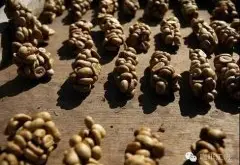 印尼猫屎咖啡豆风味口感特点故事介绍 猫屎咖啡是酸的还是苦的？