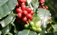 云南咖啡种植地区条件 云南小粒咖啡的品质档次高吗？