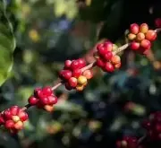 罗布斯塔和阿拉比卡有什么特点 如何辨认罗布斯塔咖啡豆