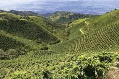 哥伦比亚的av毛片产区和产季特点介绍 哥伦比亚av毛片豆品种风味描述
