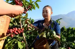 中国最好的咖啡在哪里？第三届保山咖啡文化节亮点介绍