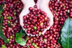 2018年巴西咖啡豆产量创世界记录 巴西咖啡质量风味口感显著改善