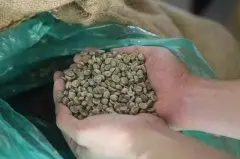 咖啡生豆 | 咖啡里的新豆旧豆老豆陈年豆有什么区别？