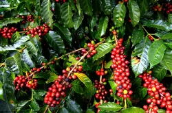 咖啡种植者在怒吼！咖啡越来越贵、咖农却越来越穷！