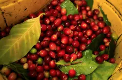 秘鲁咖啡没得喝了？秘鲁咖啡豆品种风味口感特点种植环境介绍