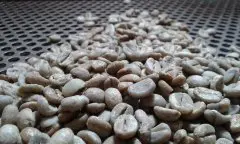 COB：巴西咖啡生豆官方分级制度的复杂进化过程历史