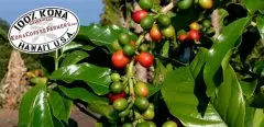 世界上最美咖啡豆之一的夏威夷科纳与萃取V60 虹吸 爱乐压 KONO