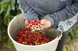 科纳咖农状告亚马逊、沃尔玛：用普通咖啡冒充 ＂KoNa coffee ＂