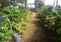 哥斯达黎加曾经禁止栽种罗布斯塔咖啡 如今以蜜处理咖啡打天下