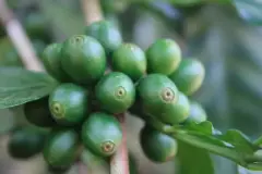 哥伦比亚咖啡豆计划脱离国际期货价格体系_因商业咖啡定价不合理