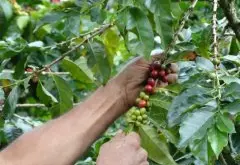 哥伦比亚咖啡豆历史文化故事 哥伦比亚咖啡产区区别有几个