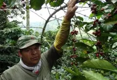 哥斯达黎加咖啡历史起源故事_哥斯达黎加有机咖啡产区种植介绍