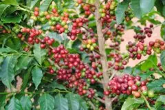 哥斯达黎加咖啡研究所联手星巴克探索抗病咖啡新品种