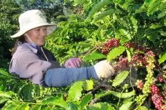 阿拉比卡咖啡不能适应气候变迁产量骤减？二氧化碳可能是救星