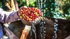 咖啡期货价格跌至13年来最低，但中南美洲减产令价格回升