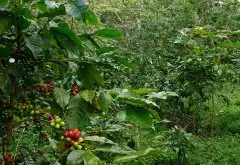 哥斯达黎加咖啡风味产区分布介绍_什么是百香蜜处理咖啡？