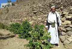 也门摩卡精品咖啡豆“野味”十足_也门有哪些精品咖啡豆产区？