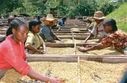寻豆师的非洲猎奇：走进埃塞俄比亚打开咖啡豆宝库