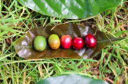 精品咖啡豆的品管程序_精品咖啡生豆贸易有哪些程序？