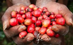 肯尼亚咖啡豆手冲建议风味描述 肯亚咖啡AA和AB等级咖啡豆区别