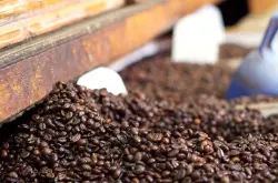 低价咖啡需求大，越南罗布斯塔豆出口量将大增