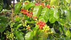 2019年厄瓜多尔咖啡及其制成品出口下降