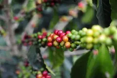 越南咖啡占据日本进口咖啡市场份额25%，位列第二仅次于巴西