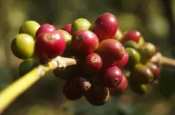2019年印度咖啡大减产出口量下降，咖农损失超11.5亿美元