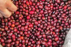 如何选择合适的咖啡品种种植？选育咖啡品种需要考虑哪些因素？