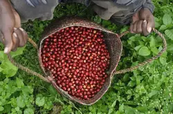 埃塞俄比亚咖啡豆故事 耶加雪菲与西达摩原生种咖啡豆特点和风味