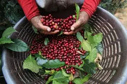 哥斯达黎加中央山谷-拉斯拉哈斯庄园黑灵魂日晒咖啡豆专题报告
