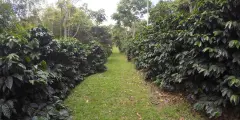 厄瓜多尔咖啡农场Finca Chorora品种Cesarion(Sidra)风味介绍