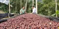 厄瓜多尔咖啡产区cerro grande风味特征海拔气候介绍
