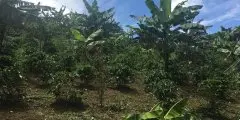 厄瓜多尔咖啡界名人Angel故事介绍_厄瓜多尔重启咖啡种植计划