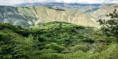 厄瓜多尔基多Tulipe咖啡产区介绍_Tulipe咖啡种植海拔气候