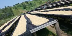 卢旺达咖啡合作社Kopakama起源故事介绍_卢旺达咖啡价格贵吗？