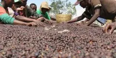 埃塞俄比亚水洗处理厂Wote信息介绍_Gedeo微产区咖啡风味特征