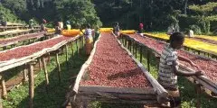 埃塞俄比亚Guji古吉产区Kayon Mountain咖啡农场种植情况介绍