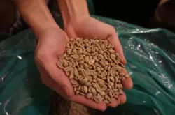 【咖啡烘焙】烘焙过程中咖啡豆发生了什么化学变化？