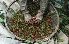 价格暴跌 拉丁美洲咖啡产业陷危机 哥伦比亚农民改种可可豆