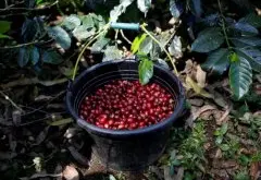 咖啡农恐再受重创！印尼咖啡豆丰收 咖啡价格狂跌不止