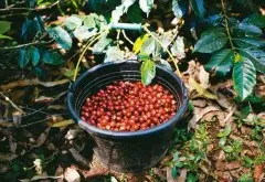 2019年印尼咖啡豆大丰收 全球咖啡豆价格将再受重创！
