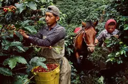【拉丁美洲咖啡产地故事】委内瑞拉咖啡产业的兴衰简史
