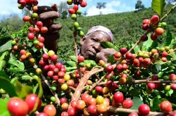 别树一格的非洲咖啡：坦桑尼亚·乞力马扎罗山咖啡产区故事