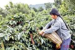 云南咖农每斤咖啡豆亏5元！提升咖农积极性 “仅需一杯咖啡价”