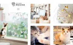 日本知名连锁猫咖啡店3年半死50只遭同行抵制 开猫咖有哪些风险